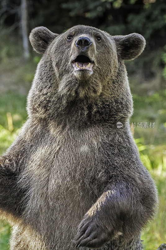灰熊(Ursus arctos horribilis)，也被称为银头熊(silvertip bear)，是棕熊(Ursus arctos)的一个亚种，通常生活在北美西部的高地。